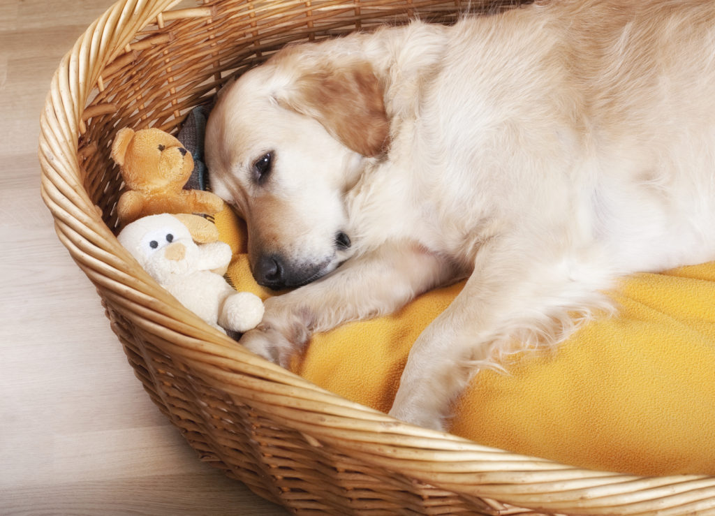 Golden Retriever sleeping in her basket